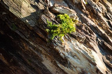 Bir ağaç gövdesine yapışan küçük yosunların karmaşık güzelliğini keşfedin. Uçsuz bucaksız ormanlarda küçük bir ekosistem..