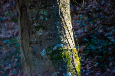 Ağaç gövdesini kucaklayan, ormanın huzur veren güzelliğini yakalayan yemyeşil yosunların büyüleyici yakın çekimi..