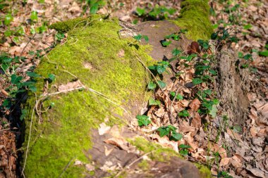 Ağaç gövdesini örten yosunların huzur veren güzelliğini keşfedin. Ormanın atmosferine biraz yeşil harikalar katın..
