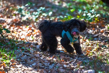 Orman cazibesinin bir anını yakalayan küçük bir Maltipoo ormanın dingin güzelliğinin ortasında duruyor..