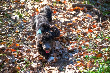 Güneşli ormanda, küçük bir Maltipoo neşeyle dalgalanıyor yemyeşil yaprakların arasında, kaygısız bir kavganın neşesini somutlaştırıyor..