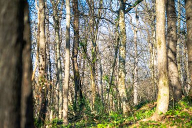 Benekli güneş ışığının ortasında, ağaçlar ormanda görkemli bir şekilde duruyor, doğanın güzelliğinin huzurlu bir resmini çiziyorlar..