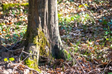 Benekli güneş ışığının ortasında, ağaçlar ormanda görkemli bir şekilde duruyor, doğanın güzelliğinin huzurlu bir resmini çiziyorlar..