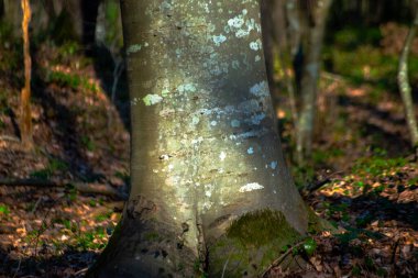 Yeşil yapraklar ve çalılar orman zeminini süslüyor. Doğanın canlı renkleri ve dokularından oluşan bereketli bir halı oluşturuyor..