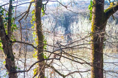 Bir sürü ağaç, ormanın güzelliğini ve sükunetini somutlaştıran gür ve huzurlu bir ortam yaratır..