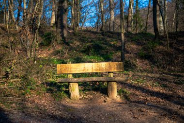 Güneş ışığıyla yıkanmış boş bir bank ormanın huzurlu güzelliği arasında sessiz bir tefekkür yeri sunar..