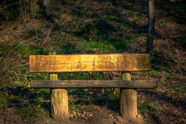 Güneş ışığıyla yıkanmış boş bir bank ormanın huzurlu güzelliği arasında sessiz bir tefekkür yeri sunar..