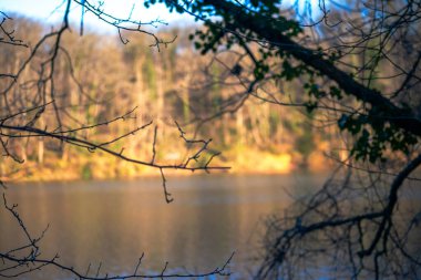 Ağaç dalları, sakin bir göl manzarası oluşturarak doğanın güzelliğinin sakin ve resimsel bir manzarasını oluşturuyor..