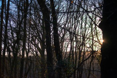 Güneş batarken, büyülü ormanı altın bir parıltıyla yıkıyor, dingin manzaranın üzerine büyülü bir ortam yaratıyor..