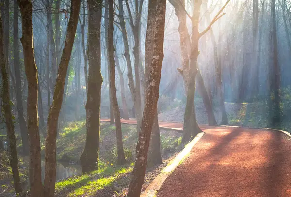 Güneş ışınları ormandaki koşan bir yol boyunca ağaçları aydınlatır, sakin bir ortam yaratır ve açık hava aktiviteleri için enerji verir..