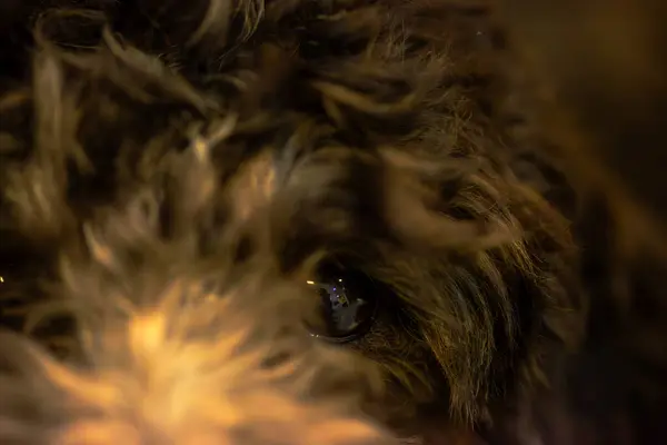 Büyüleyici bir yakın çekim bir köpeğin gözlerindeki merakı yakalar, bir su birikintisinin yüzeyine yansıtır..