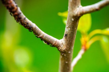 A mesmerizing macro view of a tree branch, with ants bustling along, showcasing the intricate teamwork of a bustling insect colony. clipart