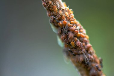 Daldaki küçük böcek sürüsünün büyüleyici makro görüntüsü hareketli bir böcek topluluğunun karmaşıklığını gözler önüne seriyor..