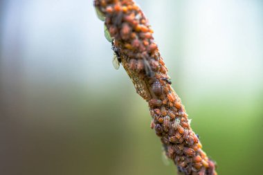 Daldaki küçük böcek sürüsünün büyüleyici makro görüntüsü hareketli bir böcek topluluğunun karmaşıklığını gözler önüne seriyor..