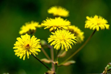 A stunning macro photograph capturing the intricate details of a bunch of Taraxacum officinale, commonly known as dandelions. clipart