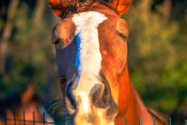 Gözleri kapalı, kırsal alanda huzur ve huzuru somutlaştıran kahverengi bir atın sakin bir sahnesi..