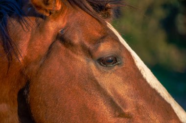 Güneşin altında muhteşem kahverengi bir atın detaylı güzelliğini yansıtan çarpıcı bir portre.