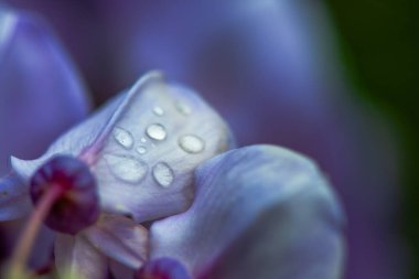 Close-up photo of Wisteria sinensis flowers with glistening water drops, capturing the intricate details and vibrant purple blossoms in stunning clarity. clipart