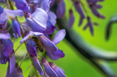 Wisteria Sinensis yaprağının üzerindeki bir arının yakın plan fotoğrafı çiçeğin karmaşık detaylarını ve polen taşıyıcının narin çalışmasını yakalıyor..