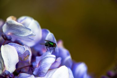 Wisteria Sinensis çiçeğinin üzerinde duran yeşil bir sineğin yakın plan fotoğrafı hem böceğin hem de çiçeğin karmaşık detaylarını ve canlı renklerini yakalıyor..