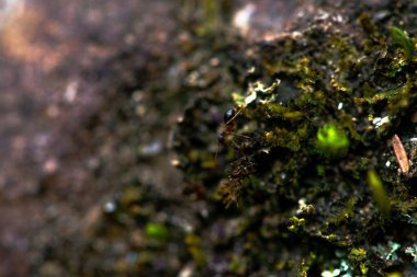 Bir makro fotoğraf karmaşık dokuları ve yosun ve yosunların canlı yeşilliklerini yakalar ve hassas ayrıntılarını net bir şekilde ortaya çıkarır..