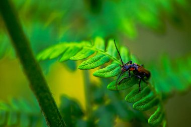 Bir makro fotoğraf, yeşil yaprakların arasına yerleşmiş, canlı ve doğal güzelliğini sergileyen asker böcek Cantharidae 'nin karmaşık detaylarını yakalar..