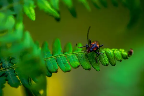 Bir makro fotoğraf, yeşil yaprakların arasına yerleşmiş, canlı ve doğal güzelliğini sergileyen asker böcek Cantharidae 'nin karmaşık detaylarını yakalar..