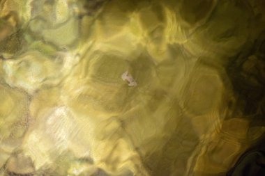 Küçük balık yumurtalarının yüzdüğü sakin bir gece manzarası. Ay ışığını yansıtıyor ve huzurlu, gizemli bir su ortamı yaratıyor..