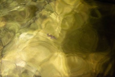 Küçük balık yumurtalarının yüzdüğü sakin bir gece manzarası. Ay ışığını yansıtıyor ve huzurlu, gizemli bir su ortamı yaratıyor..