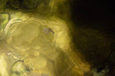 Küçük balık yumurtalarının yüzdüğü sakin bir gece manzarası. Ay ışığını yansıtıyor ve huzurlu, gizemli bir su ortamı yaratıyor..