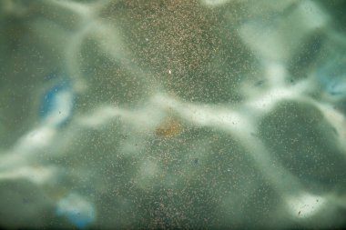 Küçük balık yumurtalarının yüzdüğü sakin bir gece manzarası. Ay ışığını yansıtıyor ve huzurlu, gizemli bir su ortamı yaratıyor..