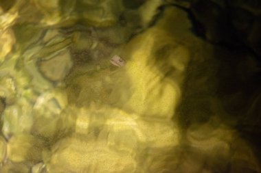 Küçük balık yumurtalarının yüzdüğü sakin bir gece manzarası. Ay ışığını yansıtıyor ve huzurlu, gizemli bir su ortamı yaratıyor..