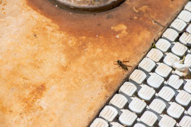 Bir bal arısının, havuz kenarındaki nemli bir yüzeyden nazikçe su içtiği ve vahşi yaşam ile insan çevresi arasındaki uyumu yakaladığı yakın çekim sahnesi..
