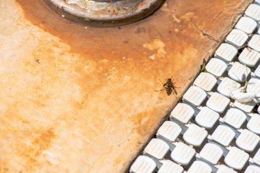 Bir bal arısının, havuz kenarındaki nemli bir yüzeyden nazikçe su içtiği ve vahşi yaşam ile insan çevresi arasındaki uyumu yakaladığı yakın çekim sahnesi..