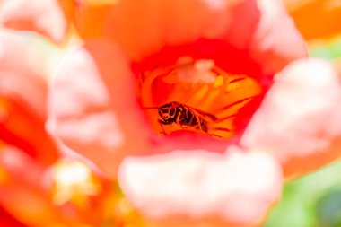 Göz kamaştırıcı bir makro fotoğraf doğrudan kameraya bakan bir bal arısını çekiyor. Sarmaşığın canlı, trompet şeklindeki çiçeğinin içinden. Arının ve çiçeğin iç kısımlarının ince detaylarını gösteriyor..