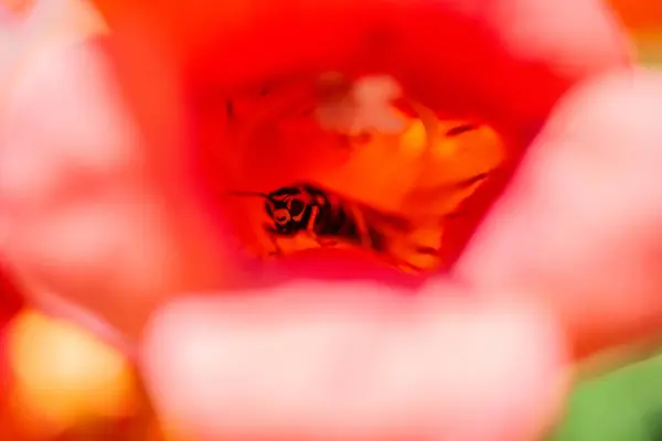 Göz kamaştırıcı bir makro fotoğraf doğrudan kameraya bakan bir bal arısını çekiyor. Sarmaşığın canlı, trompet şeklindeki çiçeğinin içinden. Arının ve çiçeğin iç kısımlarının ince detaylarını gösteriyor..