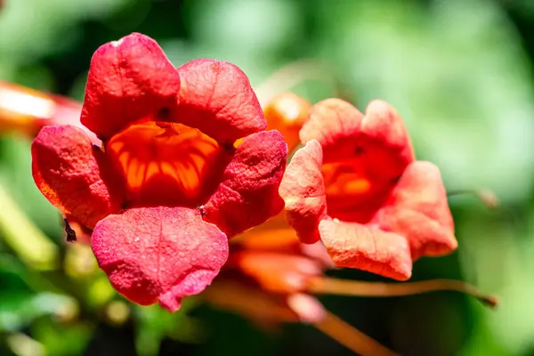 Detaylı bir makro görüntü tam olarak bir bal arısının trompet sarmaşığının canlı yapraklarına konduğu anı yakalıyor. Arıların kanatları, bacakları ve göz kamaştırıcı berraklıktaki ince saçları vurguluyor.