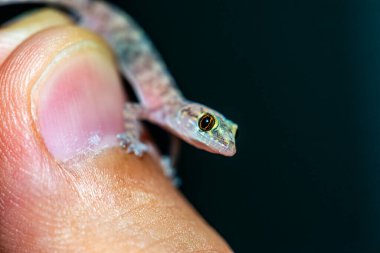 Bir Akdeniz ev kertenkelesinin (Hemidactylus turcicus) insan elinde nazikçe dinlenen ve hassas deri dokusunu, küçük ayak parmaklarını ve karmaşık desenlerini vurgulayan son derece detaylı bir yakın çekimi..