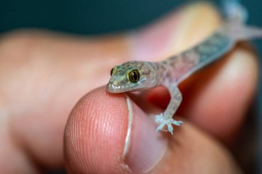Bir Akdeniz ev kertenkelesinin (Hemidactylus turcicus) insan elinde nazikçe dinlenen ve hassas deri dokusunu, küçük ayak parmaklarını ve karmaşık desenlerini vurgulayan son derece detaylı bir yakın çekimi..