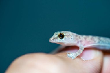 Bir Akdeniz ev kertenkelesinin (Hemidactylus turcicus) insan elinde nazikçe dinlenen ve hassas deri dokusunu, küçük ayak parmaklarını ve karmaşık desenlerini vurgulayan son derece detaylı bir yakın çekimi..