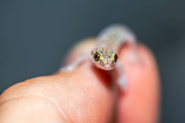 Bir Akdeniz ev kertenkelesinin (Hemidactylus turcicus) insan elinde nazikçe dinlenen ve hassas deri dokusunu, küçük ayak parmaklarını ve karmaşık desenlerini vurgulayan son derece detaylı bir yakın çekimi..