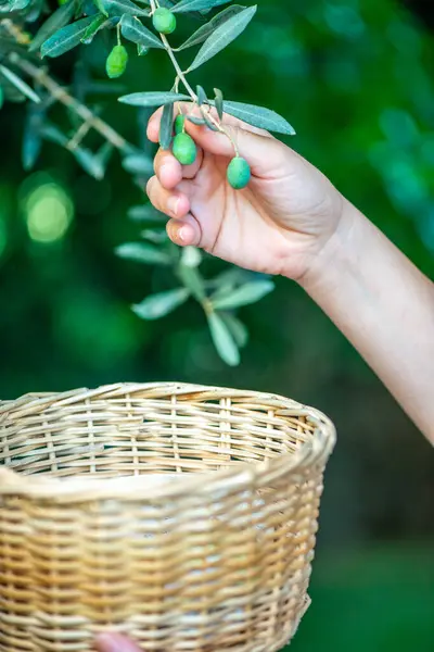 Detaylı bir yakın plan fotoğrafı olgun zeytinleri ağaçtan toplayan, meyvelerin dokusunu, yapraklarını ve dikkatli ellerini doğal ortamında gösteren bir kadın..