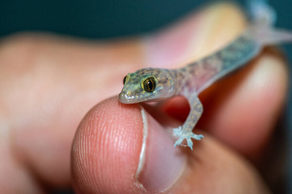 A highly detailed close-up of a Mediterranean house gecko (Hemidactylus turcicus) resting gently in a human hand, highlighting its delicate skin texture, tiny toes, and intricate patterns.