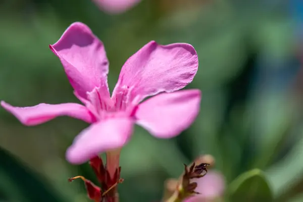 Hassas pembe çiçeğin yakın plan, detaylı makro görüntüsü, taç yapraklarının karmaşık dokularını ve canlı rengini gözler önüne seriyor..