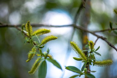 İlkbaharda açan taze beyaz çiçeklerin yakın çekimi yumuşak yeşil arka planla.