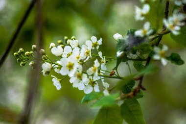 İlkbaharda açan taze beyaz çiçeklerin yakın çekimi yumuşak yeşil arka planla.