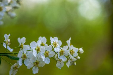 İlkbaharda açan taze beyaz çiçeklerin yakın çekimi yumuşak yeşil arka planla.
