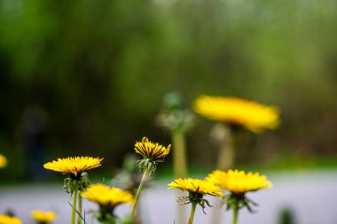 Narin karahindiba çiçeklerinin yakın plan görüntüsü ince yapıları vurguluyor..