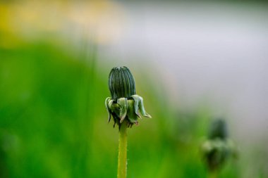 Narin karahindiba çiçeklerinin yakın plan görüntüsü ince yapıları vurguluyor..