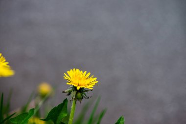 Narin karahindiba çiçeklerinin yakın plan görüntüsü ince yapıları vurguluyor..